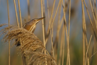 Little Bittern (Ixobrychus minutus) male, Greece