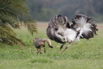 Greater Rhea (Rhea americana) chasing Pampas Fox (Lycalopex gymnocercus) away, Corrientes,