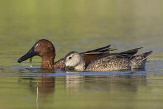 Cinnamon Teal (Spatula cyanoptera), Texas, USA