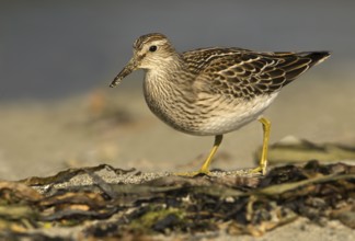 Pectoral Sandpiper (Calidris melanotos), British Columbia, Canada