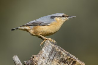 Eurasian Nuthatch (Sitta europaea), perched on a tree, Castilla Leon, Spain