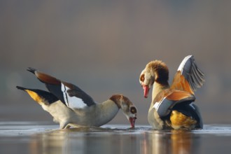 Egyptian Goose (Alopochen aegyptiaca) pair, North Rhine-Westphalia, Germany