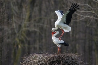 White Stork (Ciconia ciconia) pair mating, North Rhine-Westphalia, Germany