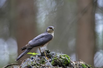 Sperber; lat. Accipiter nisus; Männchen mit Beutevogel am Rupfplatz auf Wurzelteller