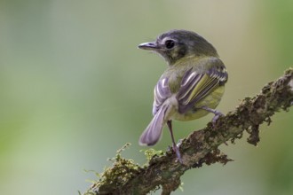 São Paulo Tyrannulet (Phylloscartes paulista) perched on a branch in the Atlantic rainforest of
