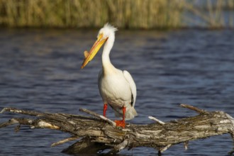 American White Pelican Pelecanus erythrorhynchos Lower Klamath Lake National Widlife Refuge,