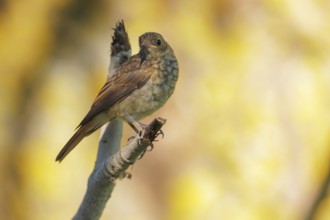 Thrush Nightingale (Luscinia luscinia) juvenile, Danube-Delta, Romania