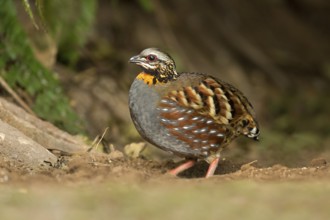Rufous-throated Partridge (Arborophila rufogularis), Yunnan, China