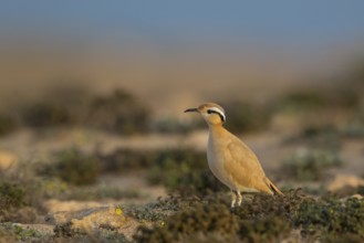 Cream-colored Courser (Cursorius cursor), Fuerteventura, Spain