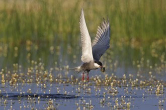 Whiskered Tern (Chlidonias hybrida) flying, Lesvos, Greece