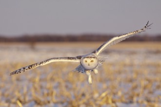 Snowy Owl (Bubo scandiacus) flying, Ontario, Canada