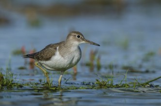 Common Sandpiper (Actitis hypoleucos), Schleswig-Holstein, Germany