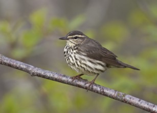 Northern Waterthrush (Parkesia noveboracensis), Michigan, USA