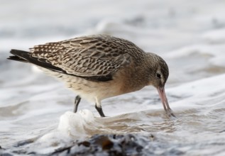 Bar-tailed Godwit (Limosa lapponica) foraging, Schleswig-Holstein, Germany