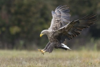 White-tailed Eagle (Haliaeetus albicilla) flying, Kutno, Poland
