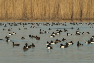 Tufted Duck (Aythya fuligula), Vorarlberg, Austria