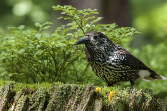 Spotted Nutcracker (Nucifraga caryocatactes), Grisons, Switzerland