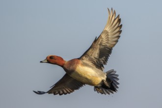 Eurasian Wigeon (Mareca penelope) male flying, Netherlands