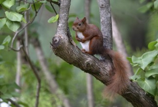 Eurasian red squirrel (Sciurus vulgaris), sitting on a tree trunk, Stuttgart, Baden-Württemberg,