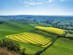 Rapeseed fields and Farms over Devon Windmill from a drone, Torquay, Devon, England, United Kingdom