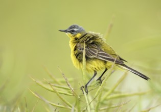 Western Yellow Wagtail (Motacilla flava), Schleswig-Holstein, Germany