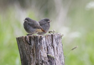 Black Redstart (Phoenicurus ochruros) chick, Mecklenburg-Western Pomerania, Germany