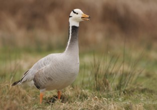 Bar-headed Goose (Anser indicus), North Rhine-Westphalia, Germany
