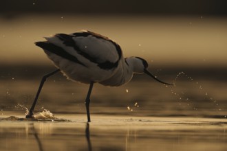 Pied Avocet (Recurvirostra avosetta), Texel, Netherlands