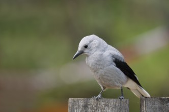 Pine Jay (Nucifraga columbiana), Banff National Park, Alberta, Canada