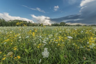 Colourful wildflowers spread across a green meadow on a sunny afternoon. The sky shows contrasting