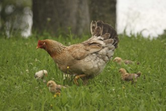 Domestic chicken with a few days old young ones looking for food in a meadow, free-range, organic