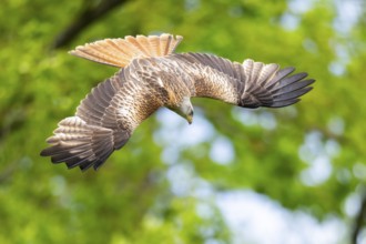 Red kite (Milvus milvus) flying in a forest in early summer, Bavaria, Germany