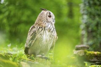 Western Siberian eagle-owl (Bubo bubo sibiricus) sitting, captive, Bavaria, Germany