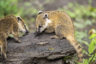 South American coati (Nasua nasua) youngster on the ground, captive, Zoo Augsburg
