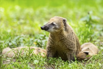 South American coati (Nasua nasua) sitting on the ground, captive, Zoo Augsburg