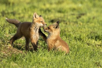 Red fox (vulpes vulpes), fox cubs playing together, Province of Quebec, Canada, North America