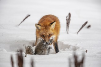 Red fox (vulpes vulpes), Fox hunting eastern gray squirrel (sciurus carolinensis) in winter.