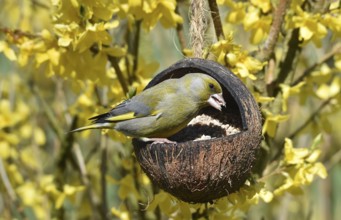 Greenfinch, (Chloris chloris) eats sunflower seeds from a coconut