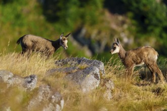 Two young chamois standing opposite each other on a summery grassy area, surrounded by rocks,