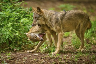 Two wolves in lively interaction in a natural forest area, Wolf (Canis Lupus), Germany