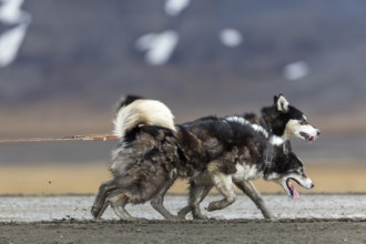 Husky (Canidae) pulling a sled with wheels, Aventdalen, Longyearbyen, Spitsbergen, Svalbard