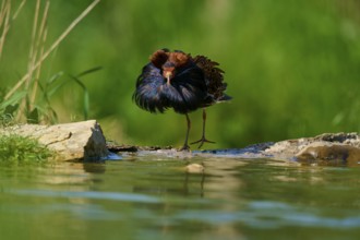 A colourful bird with magnificent feathers stands on the riverbank in the sunshine, ruff (Calidris