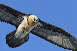 Close up... Bearded vulture (Gypaetus barbatus) in flight against a blue sky, carrying a bone in