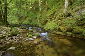 A quiet stream flows through a green forest, surrounded by moss-covered rocks, Black Forest,