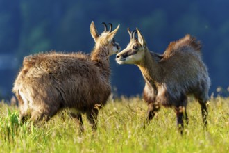 Two chamois standing attentively on a green meadow in the summer light, marsh harrier (Circus