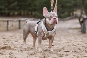 New Shade Isabella orange Tan colored French Bulldog with Y shaped dog harness and leash standing