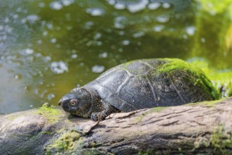 A European pond turtle (Emys orbicularis), rests on a log lying in a pond