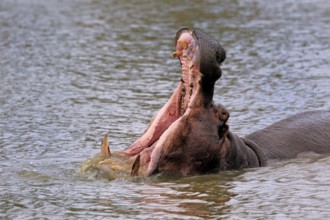 Hippopotamus (Hippopatamus amphibius), adult, in water, yawning, threatening, portrait, Kruger,