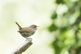 A singing wren (Troglodytes troglodytes) stands on a branch surrounded by a green, blurred