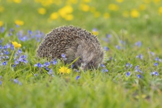 European hedgehog (Erinaceus europaeus) adult animal in a spring time meadow with flowering